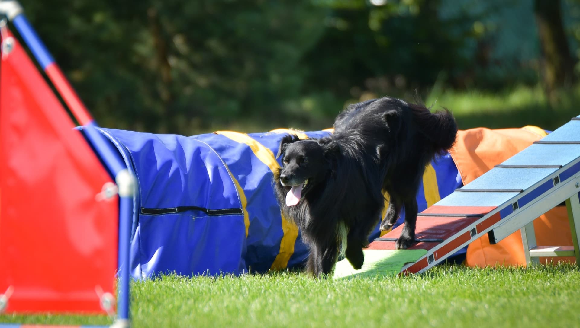 Comportementaliste canin : un métier en plein essor