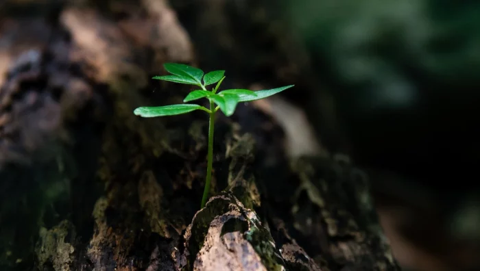  Le master environnement comme solution aux problèmes de climat ?