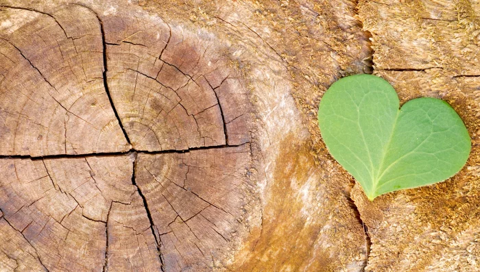 La transition écologique au cœur des programmes de l’enseignement supérieur